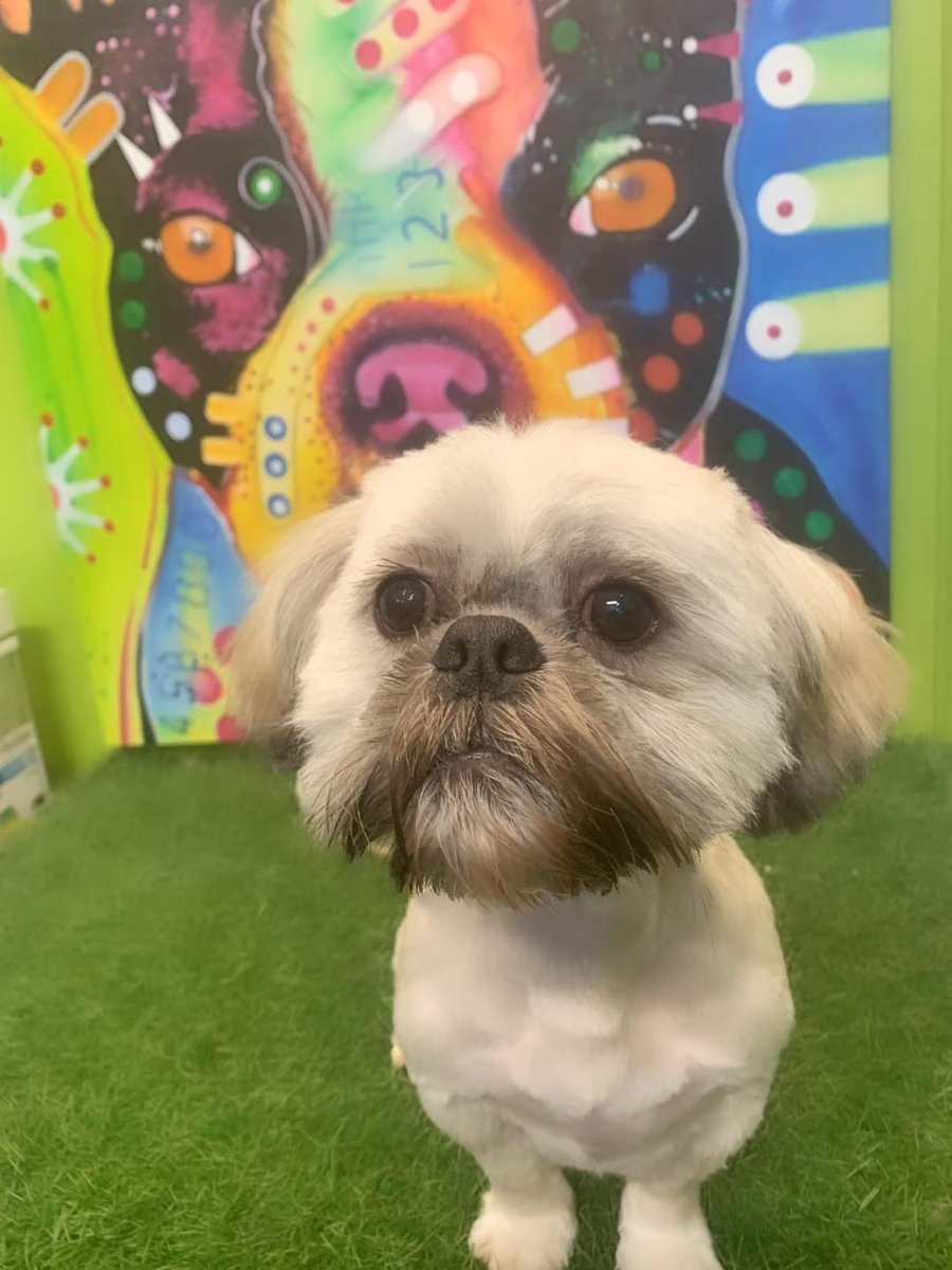 shih tzu action rescue adoption