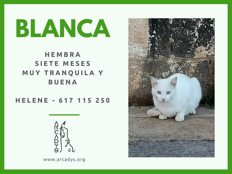 Blanca disponible para adopción - arcadys.org/blanca-disponi…