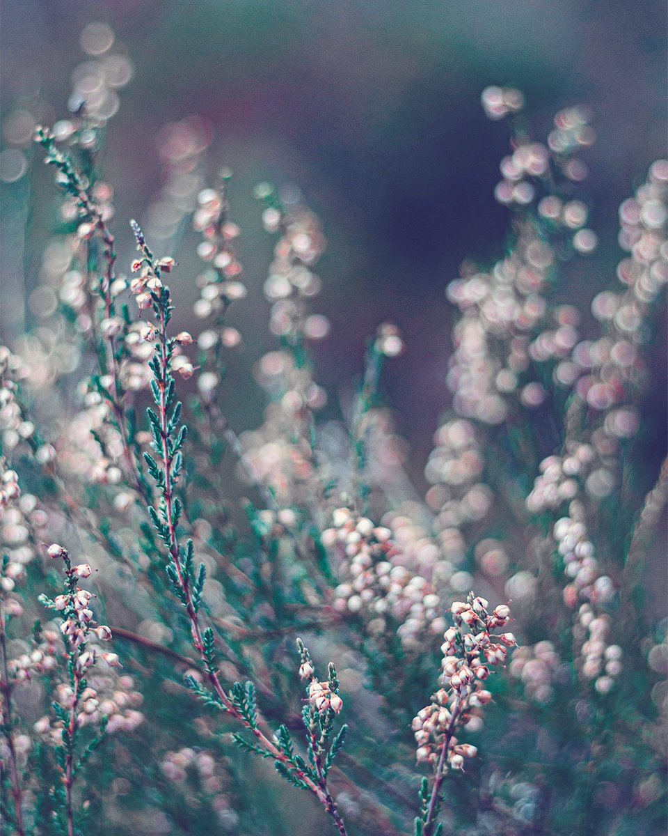 RonGS_'s tweet image. Avant /Après. Merci Lightroom