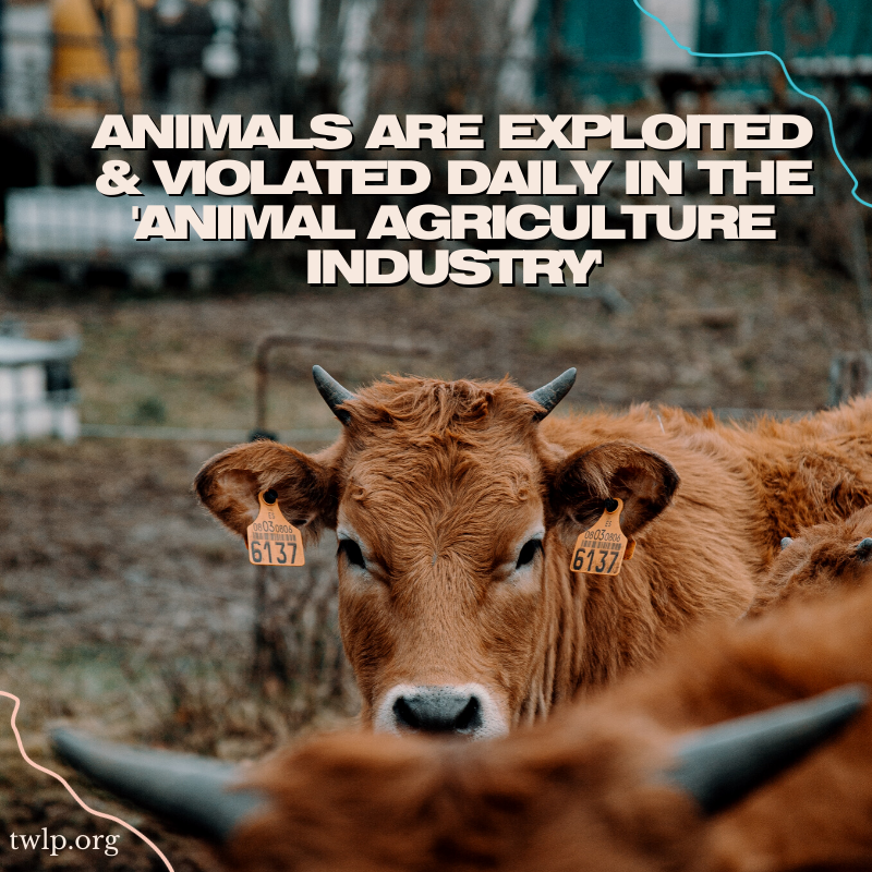 twlp_org's tweet photo. No number of 'welfare' efforts can change this. The industry must end.

#twlp #cows #dairy #dairyfarming #plants #vegan #vegans #veganism #plantbased #animalrebellion #extinctionrebellion #animalrights #animals #sentience #calfs #milk #ditchdairy #dairyisscary #dairyfarmer #wfpb https://t.co/1T4MBy7TxP
