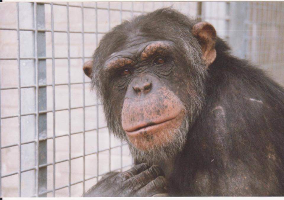 walesape's tweet photo. A very special #fridayfeeling day here at WAMS today.
It's 21 years since our first 7 Chimpanzee residents came to us after being rescued from Penscynor!
What a journey we have had & continue to do so. #Twmi #Winnie #Neusi #Fergus 1/2 https://t.co/AnlkKSlyJA