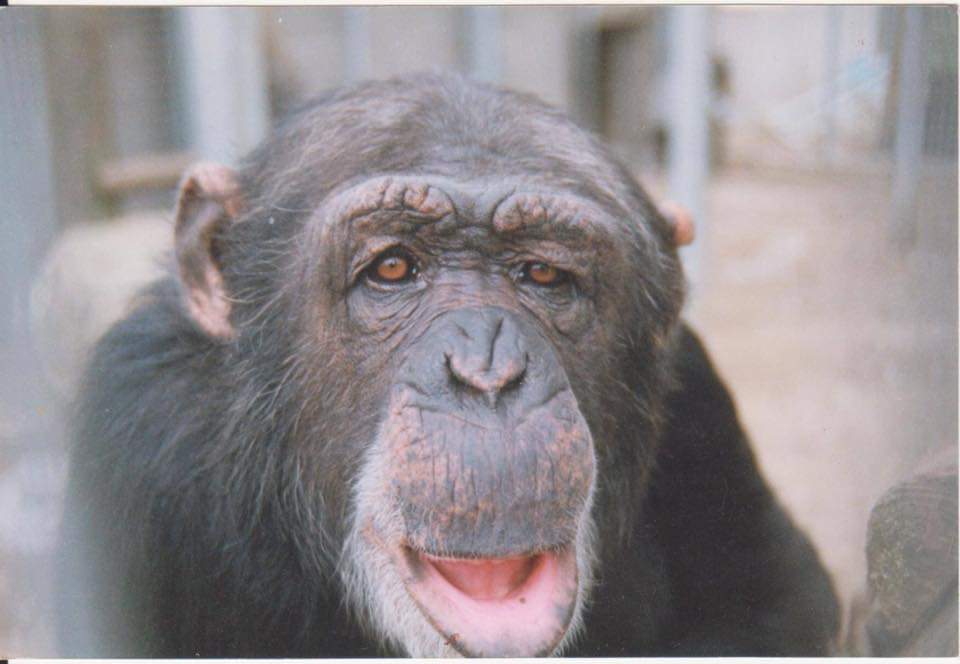 walesape's tweet photo. A very special #fridayfeeling day here at WAMS today.
It's 21 years since our first 7 Chimpanzee residents came to us after being rescued from Penscynor!
What a journey we have had & continue to do so. #Twmi #Winnie #Neusi #Fergus 1/2 https://t.co/AnlkKSlyJA