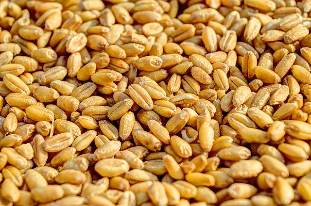 TossdSaladsSEA's tweet photo. Did you know today is national GRAIN FREE day???

What a better way to celebrate than to pop in for a fresh and filling salad! 

#Tossd #grainfree #eatclean https://t.co/lGWhV7b9Kf
