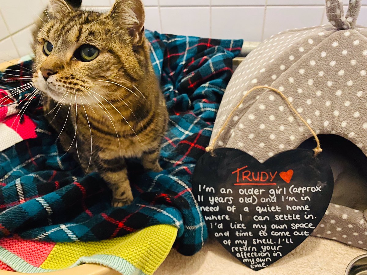 NCLDogCatSheltr's tweet photo. How stunning is Trudy ๐
She may be an older girl but sheโs a lovely cat once she gets to know you ๐
For all animal enquiries, please call our Rehoming Team on 0191 215 0435 ๐พ
#FriendsOverTrends https://t.co/vQNlBN46C0