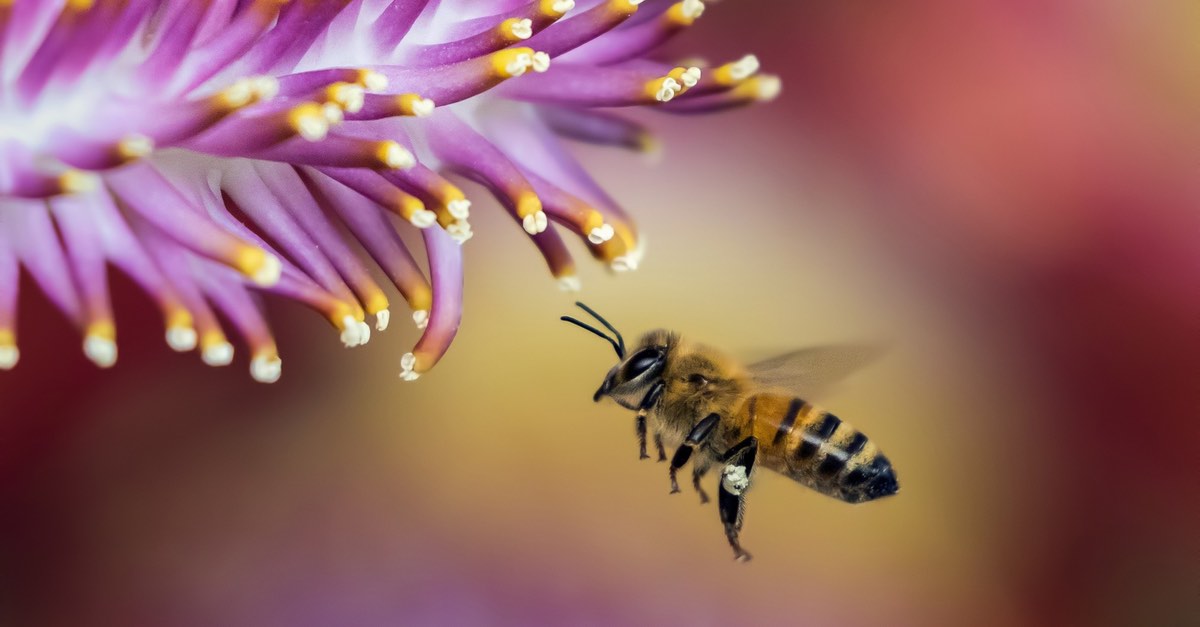4njpestcontrol's tweet photo. Facts about the Honeybee, The NJ State Bug, Read more: https://t.co/jL5mBS2yfF #bees #honeybee #statebug #njstatebug #pestcontrol #pests #pestmanagement #agriculture #crops #environment https://t.co/uBso5TvjiY