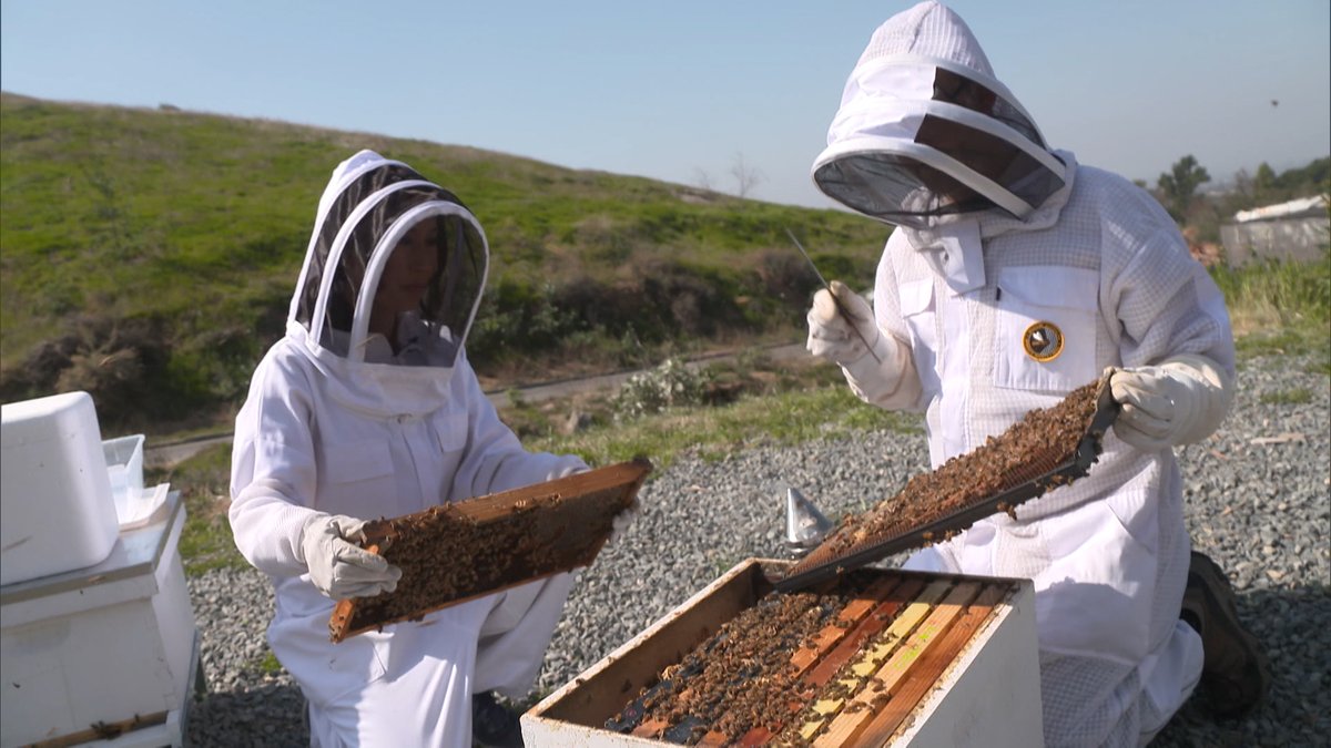 Renee_Eng's tweet photo. Trying to stay calm around BEES! It's not every day I get to suit up & hang out w/ #beekeepers. Chatting w/ @UCRiverside's @ciber_bee Prof. Boris Baer about what he's doing to protect the honey bee population & why these insects are so important to our food supply. #InFocusCA https://t.co/DUBhM5GXE9