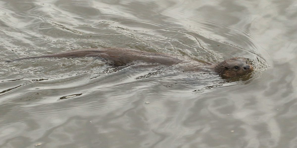 We are often pleasantly surprised at what we find during field surveys and this week we were privileged to observe this beautiful otter on the River Tyne in the centre of Newcastle. @Mammal_Society @MammalNextDoor @bbcnewcastle @NorthWildlife #otter @RSPBUrban @iNatureUK