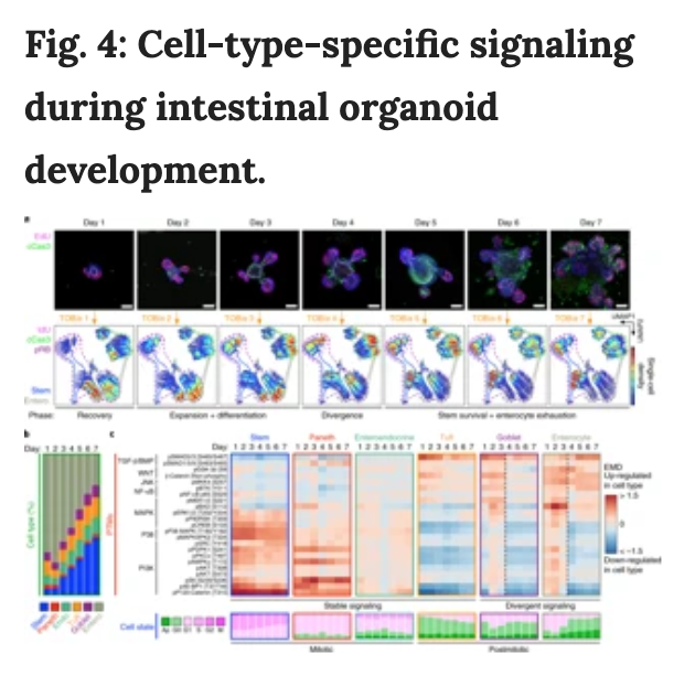 BioDecoded's tweet photo. Cell-type-specific signaling networks in heterocellular organoids | Nature Methods
https://t.co/32FjkckBBg

#PTM #SignalingNetwork https://t.co/hTpRvRtfx4