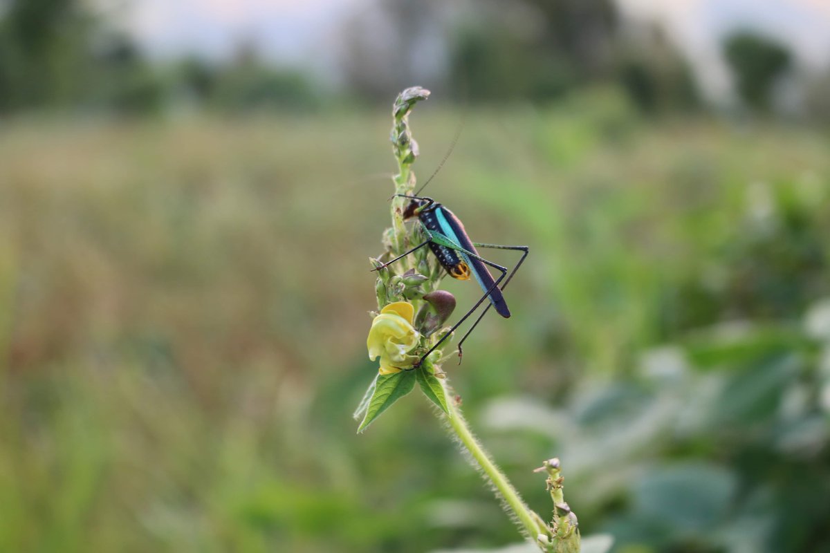 sphotoNepal's tweet photo. "Why do we study insects? Because, together with man, humingbirds and the bristlecone pine, they are among the great achievement of #OrganicEvolution."-Wilson (1971)
#edward_o_wilson #InTheInsectSocieties
#Insect #Ramechhap #Nepal #Nepal #entomology #wilderness
PC:#prameelawaiba https://t.co/wDVD1M98bc