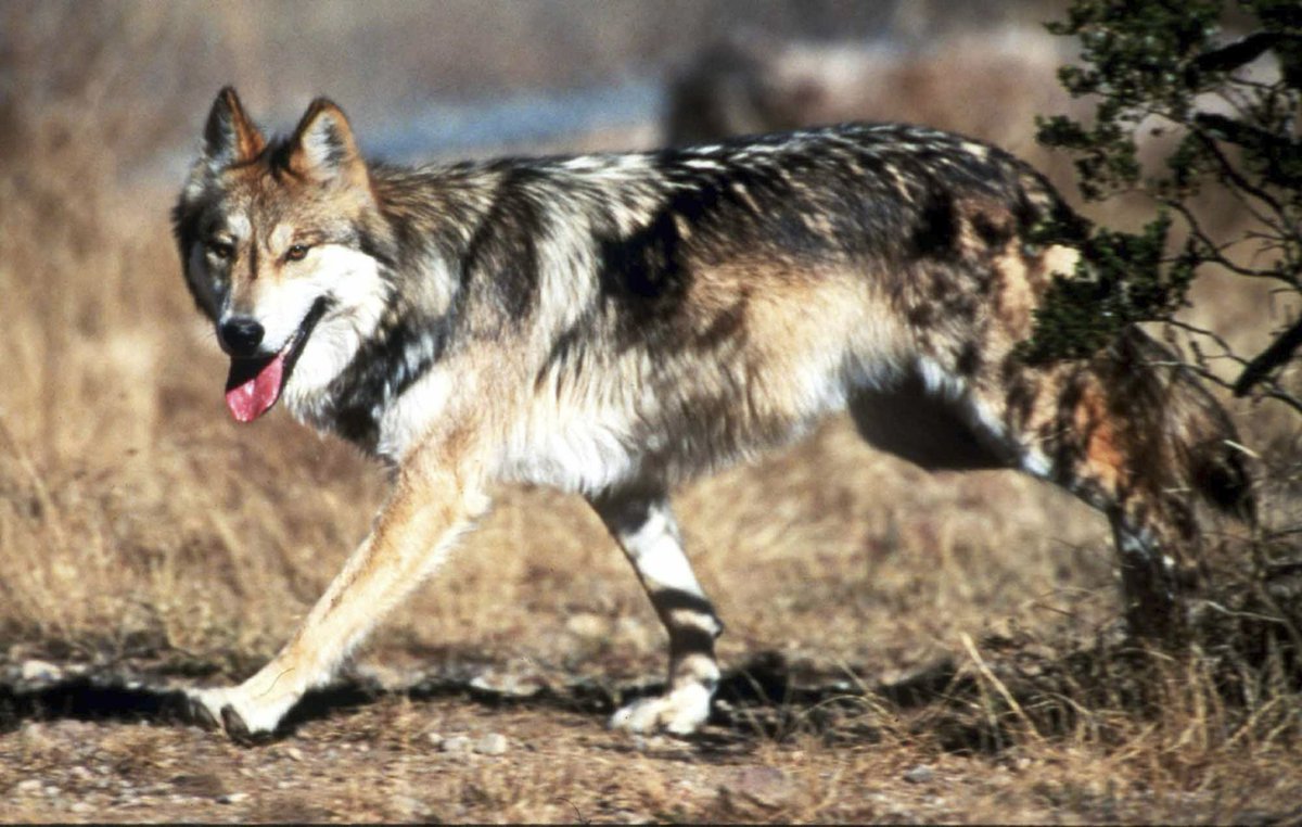 protectthewolve's tweet image. Arizona Wildlife managers investigate deaths of 3 Mexican wolves  - #EndangeredSpeciesList #GrayWolves #WolvesInTheNews - 

ALBUQUERQUE, N.M. (AP) — State and federal wildlife managers are investigating the death of three endangered Mexican gray  ... - protectthewolves.com/arizona-wildli… -