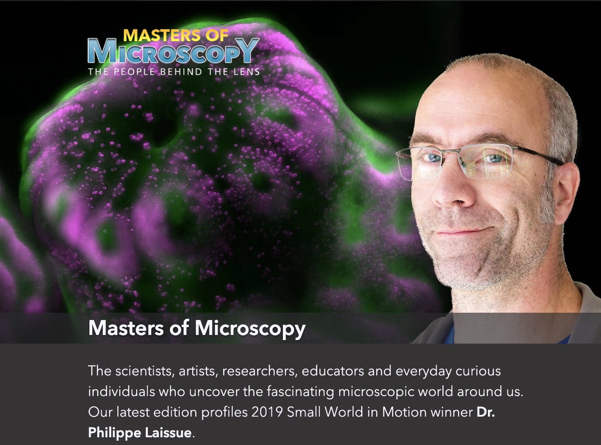NikonInst's tweet image. What does it take to image sensitive creatures? In the latest edition of  #MastersofMicroscopy, we sat down with Dr. Philippe Laissue. When Philippe is not sharing the small worlds he discovers, you can find him lecturing &amp;amp; snorkeling. Read more: bit.ly/2HMkLM6