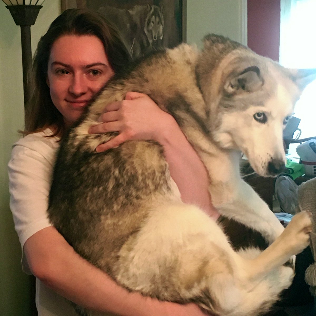 MeeDee_396's tweet photo. Oh damn yesterday was #LoveYourPetDay?! A day late, but here’s me loving my Maya (and her definitely not loving me). #SiberianHuskyProblems https://t.co/aOK8oxOiCg