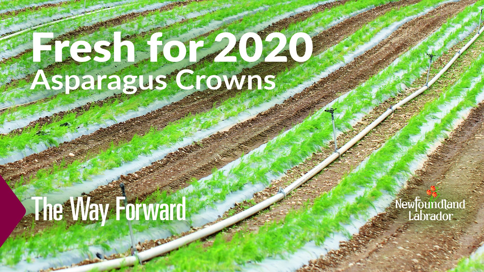 Fisheries Forestry and Agriculture NL on X The deadline for commercial vegetable producers to apply for the 2020 Asparagus Crown Program is Monday March 2. More info https t bdpmpMr9fO TheWayForwar...