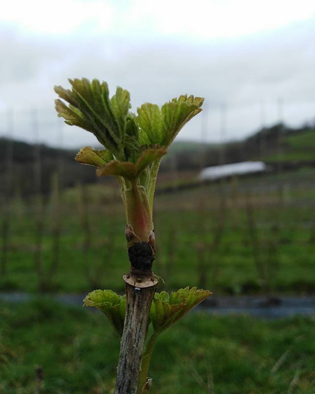 ollofruit's tweet photo. This time of year I can't remember what it's like to have trees in leaf. In the the summer I forget that the trees will soon loose their leaves again. I welcome the changing seasons. Soon we will have forgotten that winter was ever here. https://t.co/R32C77etVr https://t.co/eO69tr4Qod