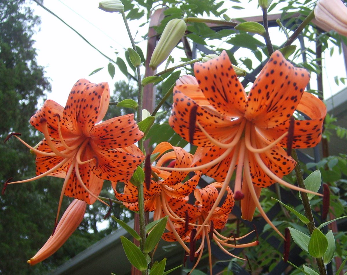 Only 1 week left for my Tiger Lily spring bulb sale 20% off (Lilium lancifolium): bit.ly/3b9Gnzo