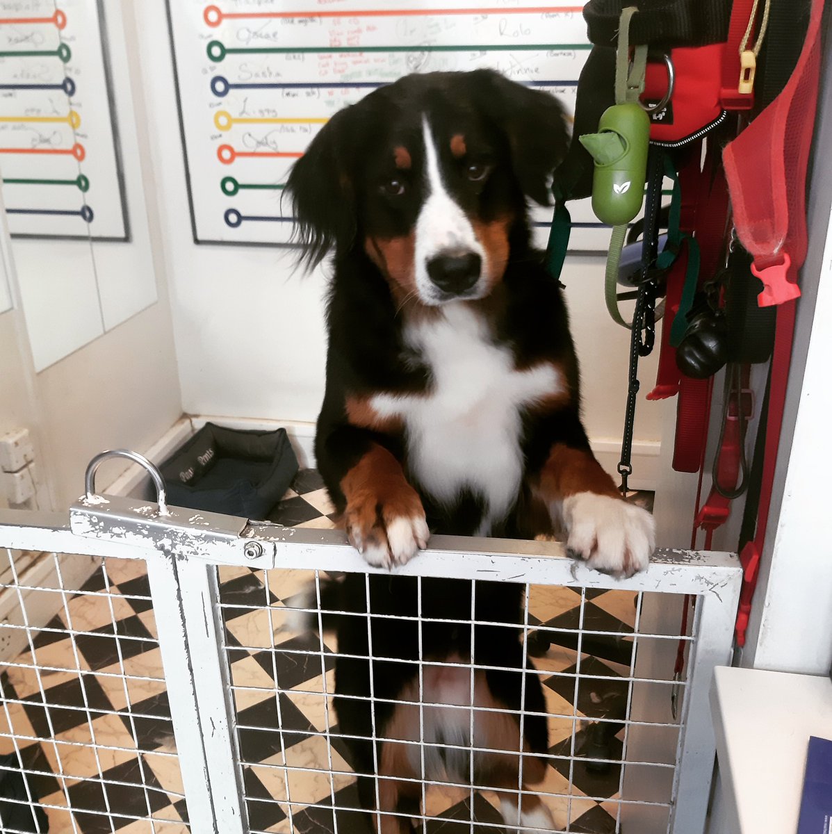 muttugly's tweet photo. A very happy Friday from Ms Winnie ❤🐶 #FridayFeeling https://t.co/GCsDOBN53Z