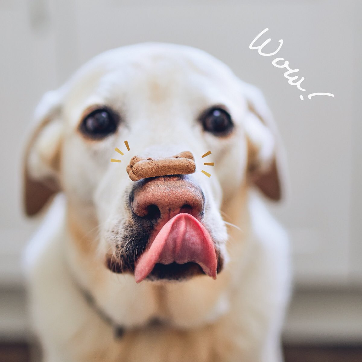 CbdCorning's tweet photo. Keeping a peaceful household can feel like a balancing act. That's why we only carry the highest-quality products for every member of your family. Bring your four-legged family member in and let us know how we can help! 🐾🌿💚 #corningchamber #corninggafferdistrict #sunmedcbd https://t.co/EmVojIjJkb