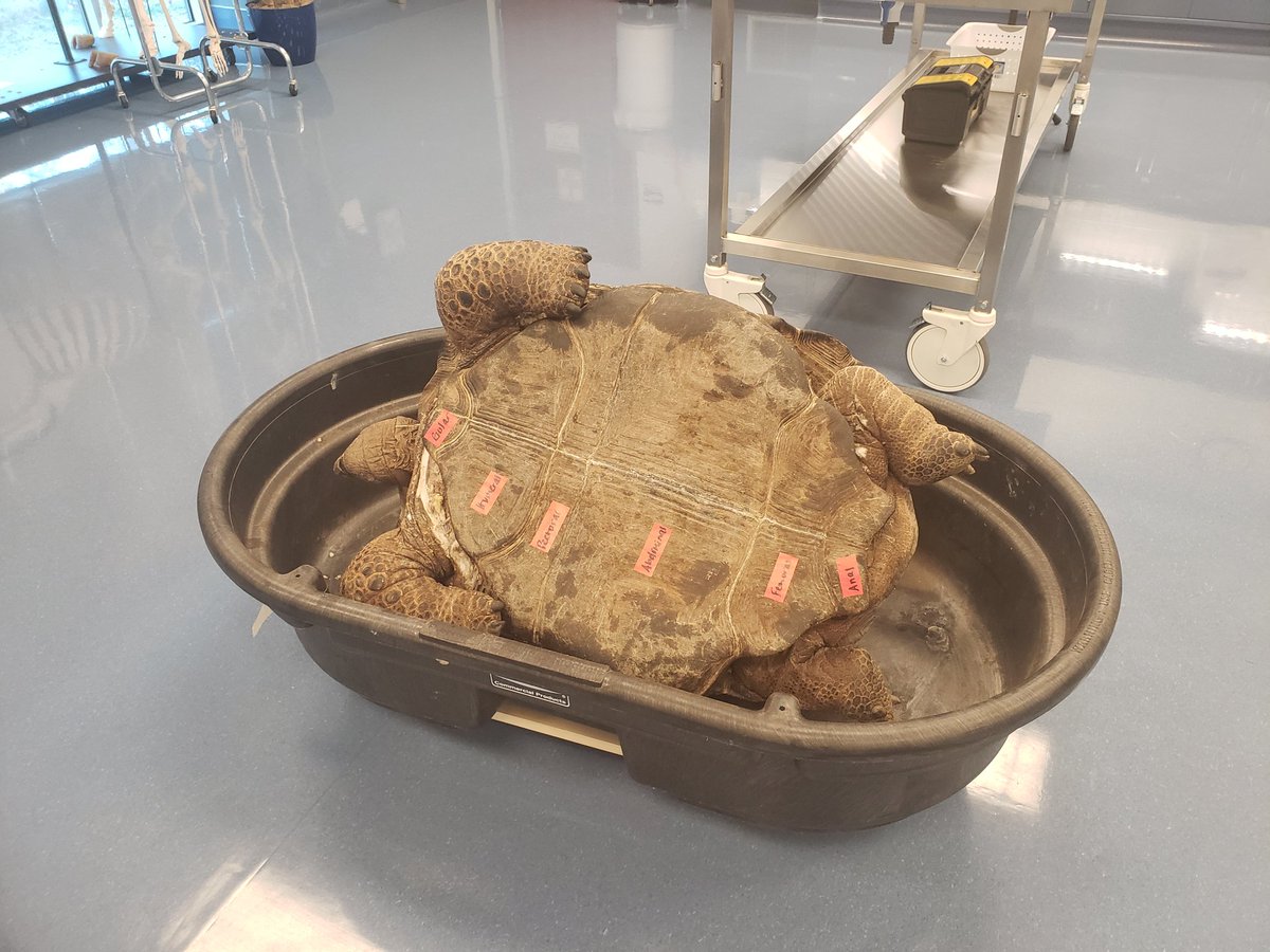 ARCIVESMWU's tweet photo. Looking forward to teaching an Exotic Animal Medicine Skills lab for our 3rd year veterinary students today using exotic #ARCIVES species (Note: Specimens donated after humane euthanasia for unrelated medical issues) https://t.co/Y4Hjb7TXzC