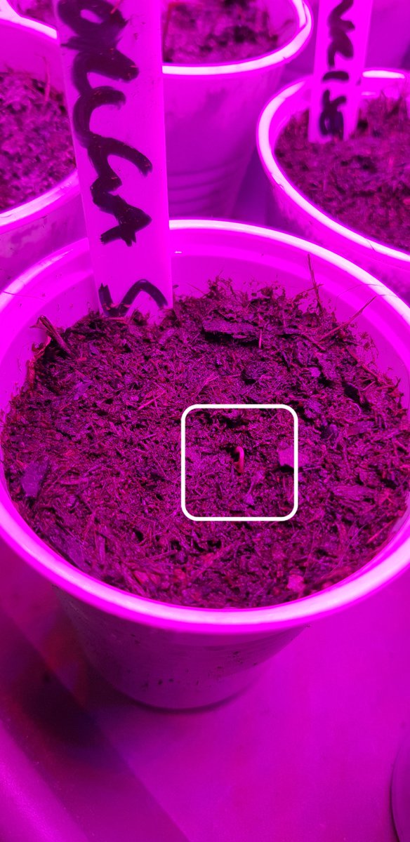 OjChillies's tweet photo. After 5 weeks, 1 out of 6 Moruga scorpions has germinated and 1 lit of 5 "unknowns" has germinated ๐ .
๐ค๐๐ฑ๐ถ๐ฅ
#seeds #sewing #germination #gyo #chillies #oj #ojchillies #stichilli #stitches #brokeneyeguy #pokeyplantation #2020 https://t.co/rrWwUukG1n