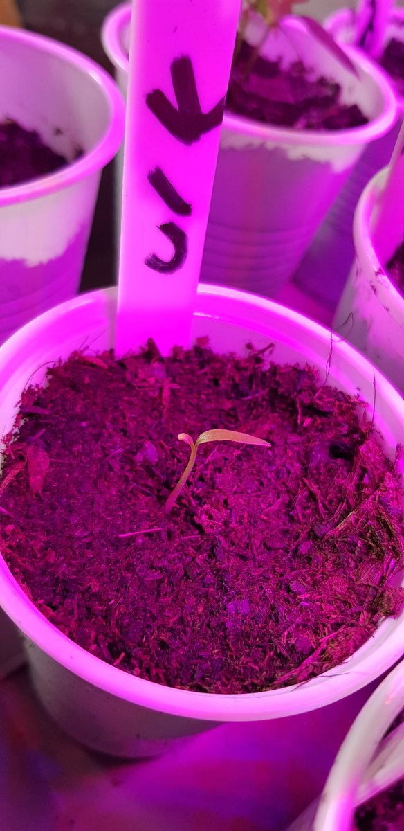 OjChillies's tweet photo. After 5 weeks, 1 out of 6 Moruga scorpions has germinated and 1 lit of 5 "unknowns" has germinated ๐ .
๐ค๐๐ฑ๐ถ๐ฅ
#seeds #sewing #germination #gyo #chillies #oj #ojchillies #stichilli #stitches #brokeneyeguy #pokeyplantation #2020 https://t.co/rrWwUukG1n