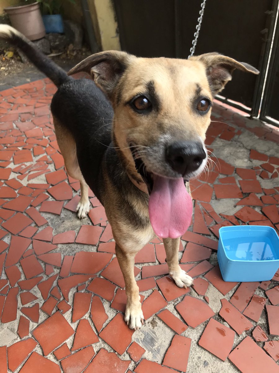 vaidesmaiar's tweet photo. Essa é a Kayla, um amorzinho de cachorra. Resgatei dos maus tratos e agora ela está a procura de uma família. Tem por volta de seis anos e não é castrada.
Está na Parada 40 - São Gonçalo.
Interessados entrar em contato comigo. https://t.co/FDa8GRJooM