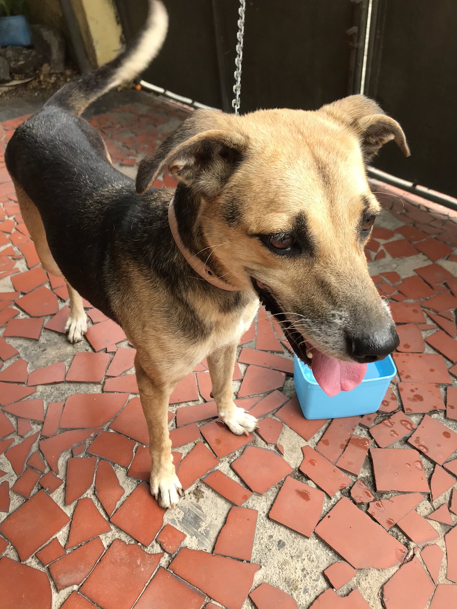 vaidesmaiar's tweet photo. Essa é a Kayla, um amorzinho de cachorra. Resgatei dos maus tratos e agora ela está a procura de uma família. Tem por volta de seis anos e não é castrada.
Está na Parada 40 - São Gonçalo.
Interessados entrar em contato comigo. https://t.co/FDa8GRJooM