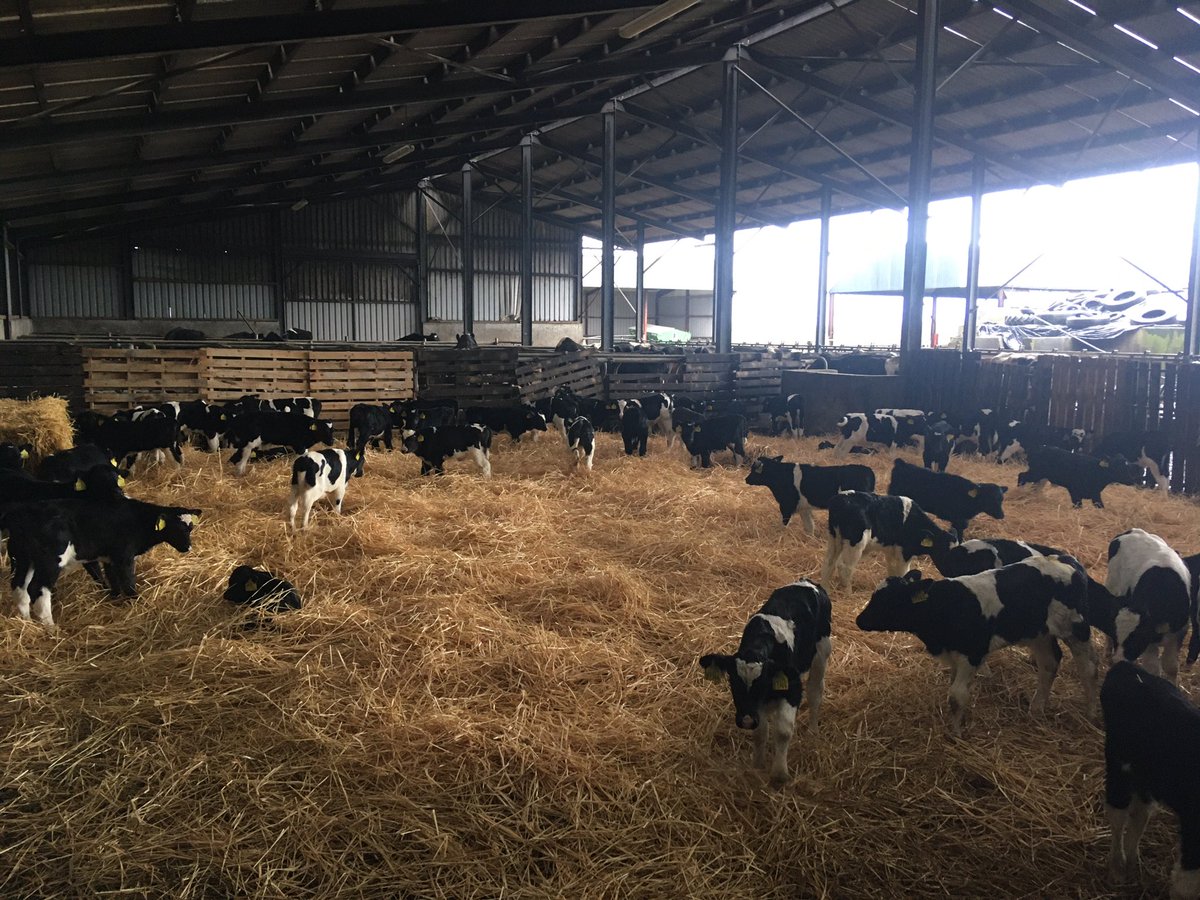 Hylo67's tweet image. Bull calves plentiful but comfortable #welfare #calving20