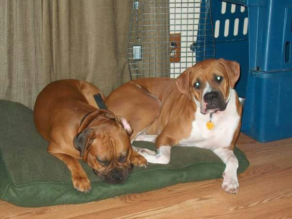 ParticleDaniel's tweet photo. Bubba and Bailey https://t.co/mAmPCa51FF