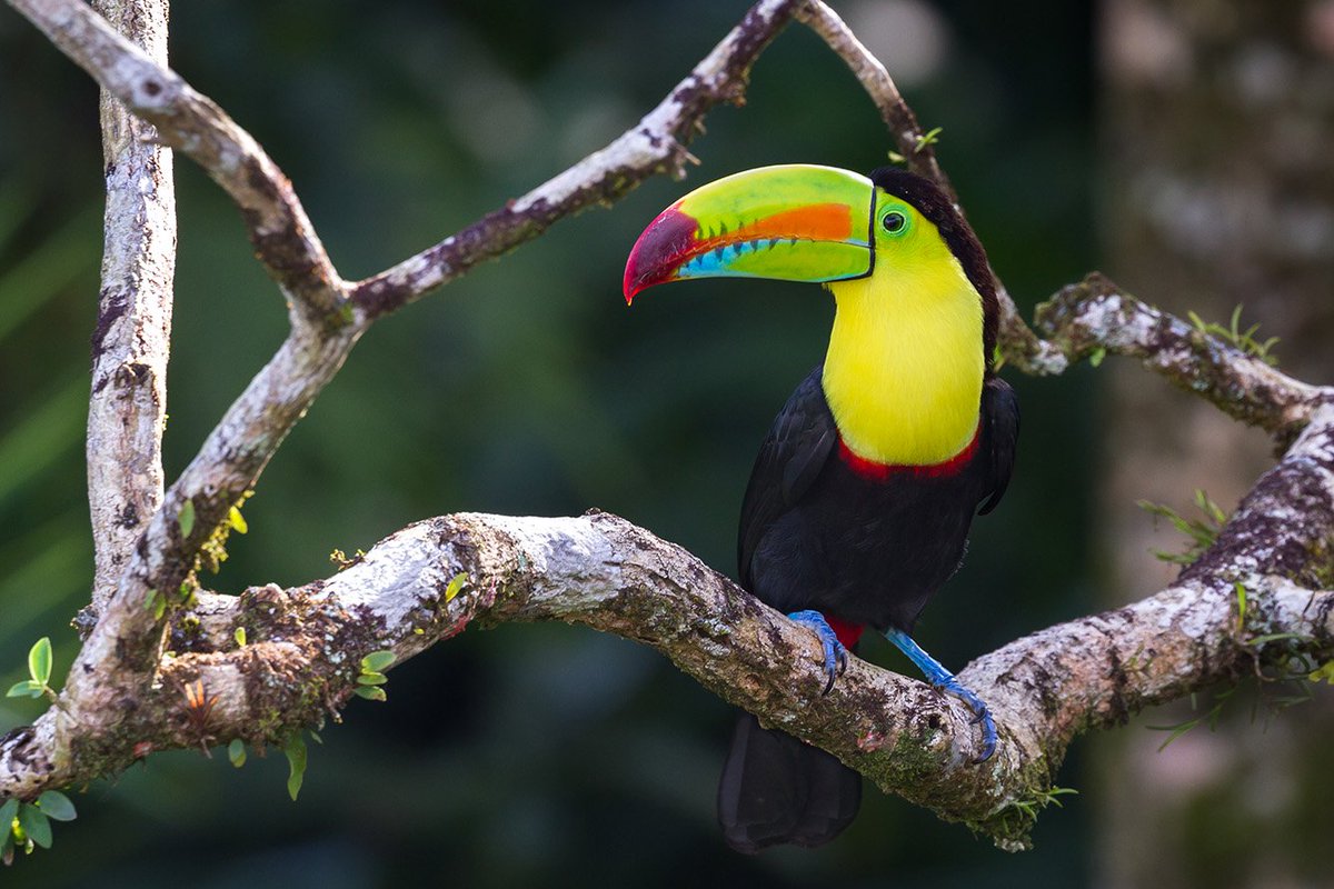 From “the most biologically intense place on earth” in Costa Rica’s Corcovado National Park to Nicaragua’s UNESCO-listed Isla Ometepe, Central America is full of natural wonders. Here are our top 20 adventures to inspire your next trip. hubs.ly/H0n5hsd0