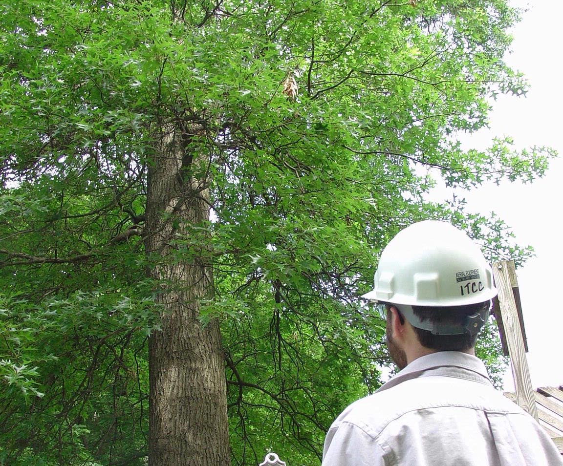 mnforestry's tweet photo. Wanna learn more about top invasive insects & emerging tree diseases for 2020? Register for Minnesota Shade Tree Short Course, March 17 & 18, Bethel University, St Paul: https://t.co/GcvLoA9U4o CEUs available. #MNSTSC #invasivespecies #treehealth #trees https://t.co/JimixJfV4y