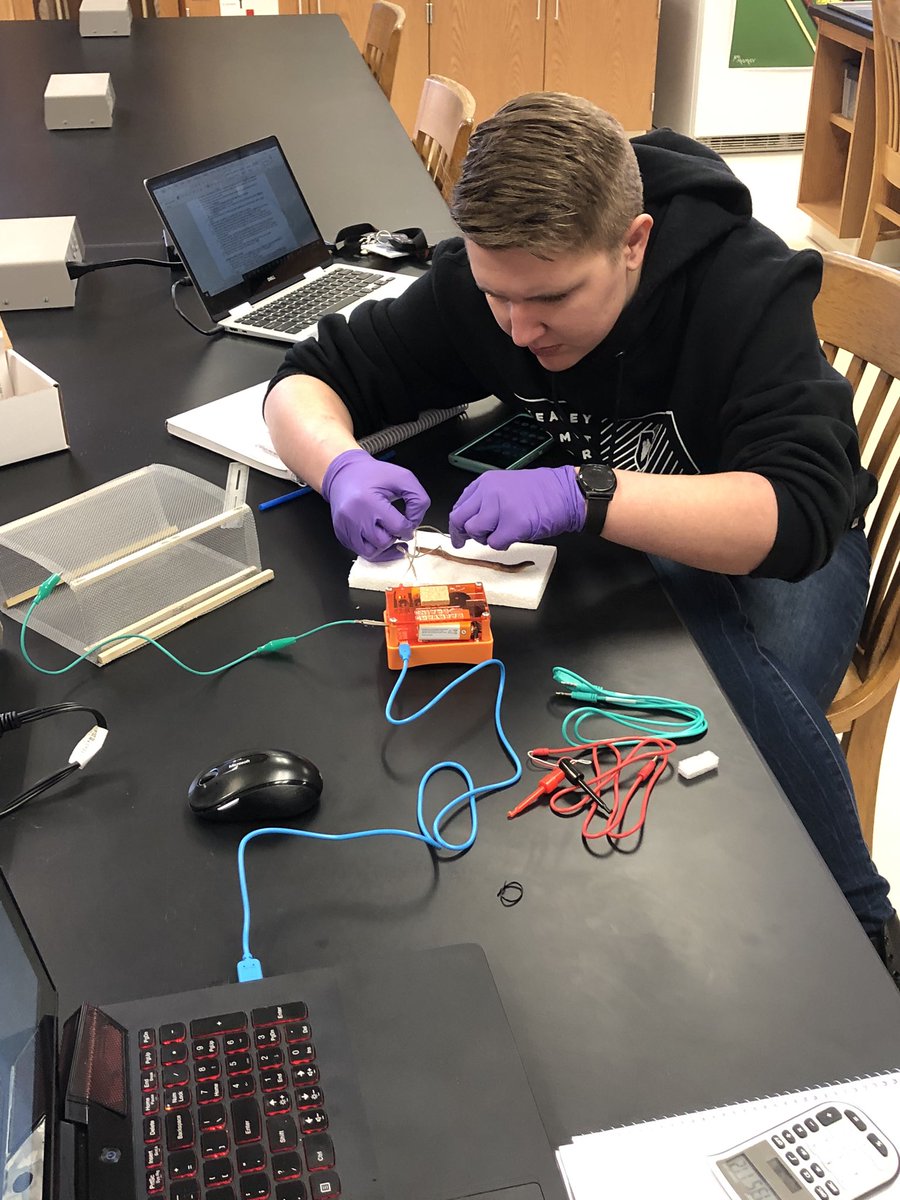 NickJHobbs's tweet photo. Fun with the nervous system on this #PhysioFriday! We measured conduction velocity of action potentials in earthworms and effect of different solution on synaptic activity in crickets using SpikerBoxes from @BackyardBrains. @cas_unk #WeAreArtsandScience https://t.co/Rp83TBz0mz