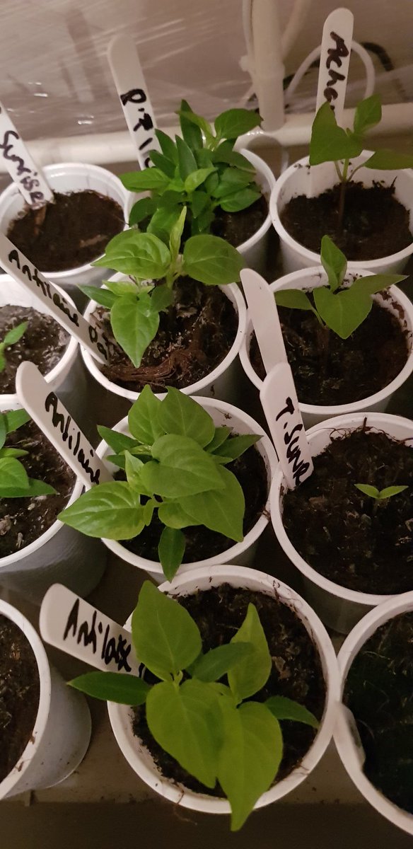 OjChillies's tweet photo. Plants seemed to have responded very well to their first feed. All leaves stood up, healthy looking & ready for the fight. Feed the Fyah
๐ค๐๐ฑ๐ถ๐ฅ
#seeds #sewing #germination #gyo #chillies #oj #ojchillies #feedthefyah #stichilli #stitches #brokeneyeguy #pokeyplantation #2020 https://t.co/dJWbECovWv