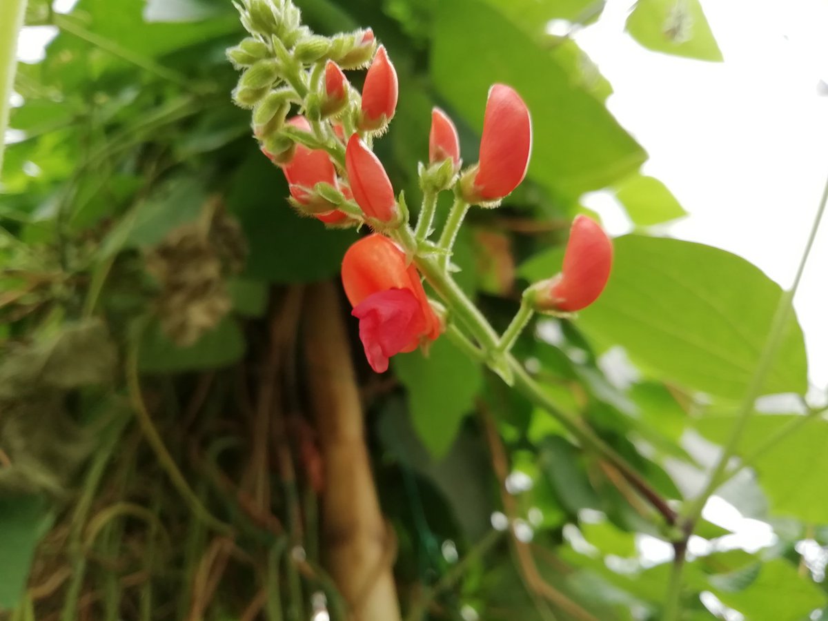 Sarah Dyer tweet media