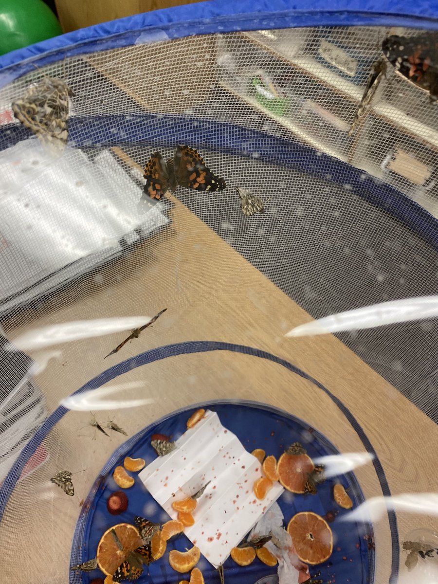 2nd Graders at Neely Traditional learned how to use Google Draw to show what they have learned during their Butterfly Unit!  <a href="/NeelyKnights/">NeelyKnights</a> <a href="/gps_ts/">GPS Tech</a>