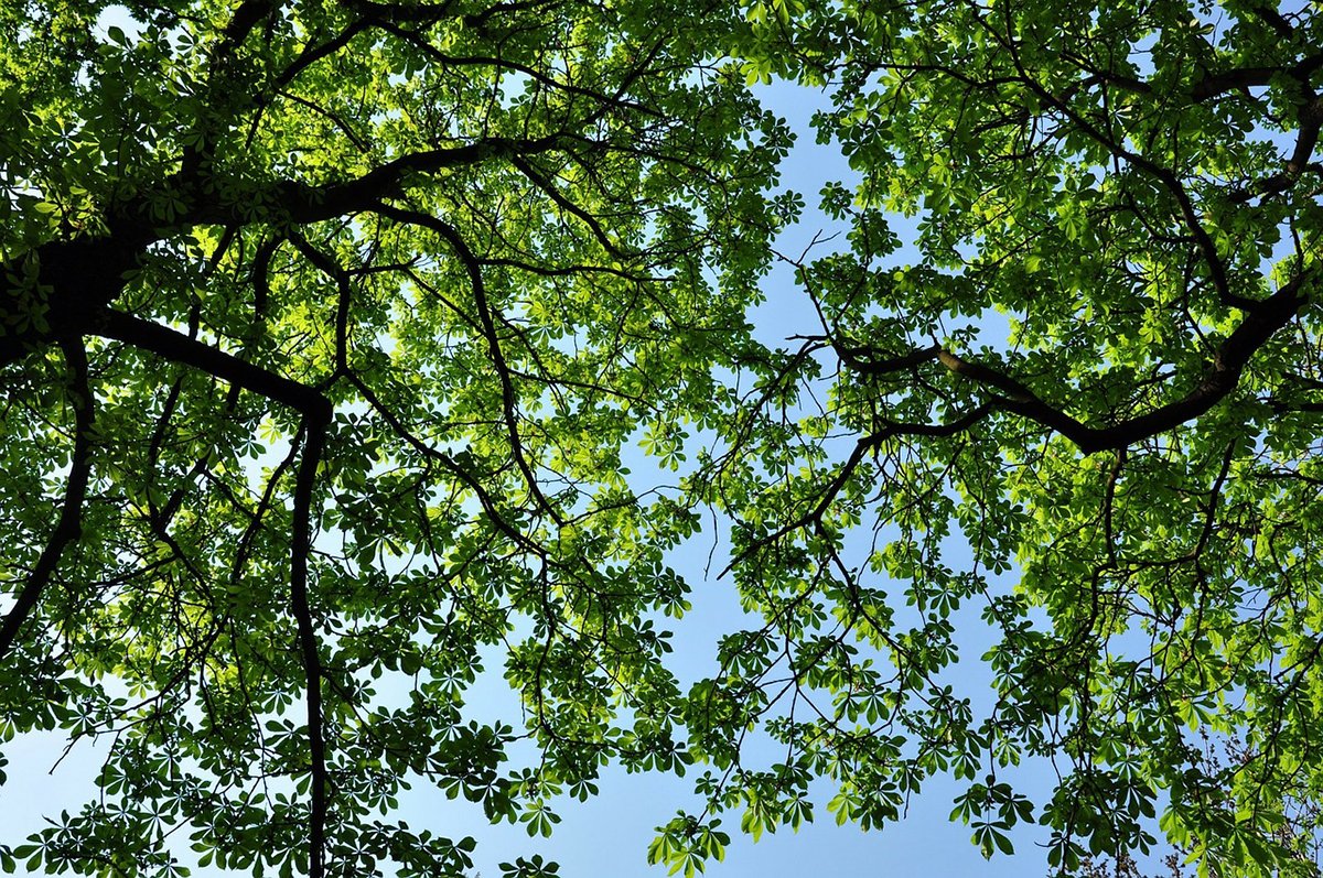 mnforestry's tweet image. Looking for best practices on all things shade tree? Check out the Minnesota Shade Tree Short Course, March 17–18, Bethel University, St Paul. CEUs available.
ccaps.umn.edu/minnesota-shad…
#MNSTSC #invasivespecies #treehealth #trees