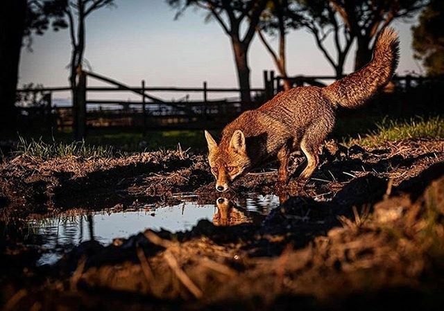 Unexpected encounters in Alberese. Photo of @psanninowild. Visit his profile if you want to discover other beautiful creatures in Tuscany
•
Incontri in aspettati a Albanese. Foto di @psanninowild. Visita il suo profilo se vuoi scoprire altre meravigl… ift.tt/2SMTXRV