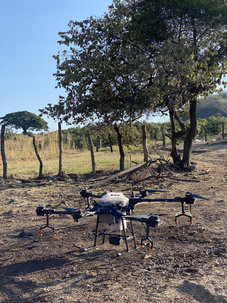 Agro_Watts's tweet photo. En el reino de los aguacates 🥑 haciendo aspersión de repelente orgánico contra insectos 🕷 con drones 🚁 #agriculturadeprecisión #DJI #agrast17 #ti16 #precisionag #smartfarming #aguacates #avocados https://t.co/hjcUHJ107i