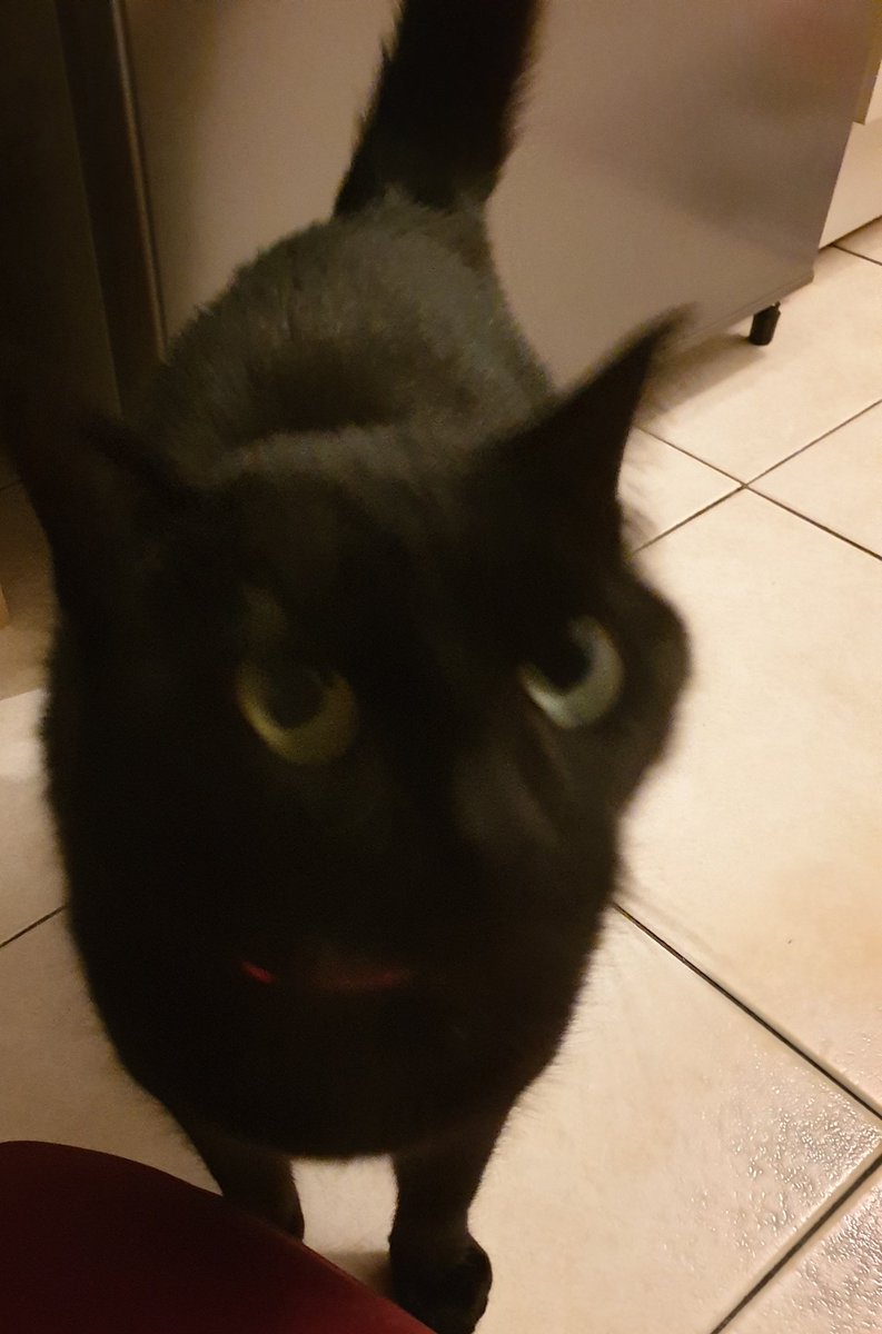 Sophie La Nhieu Chuyen Mon Chat Vient De Donner Un Coup Dans Le Cuiseur A Riz En Mode Ca L Attaquait Et Il A Crie Pcq C Etait Chaud Sophie La Nhieu Chuyen Mon Chat Vient De Donner Un Coup Dans Le Cuiseur A Riz En Mode Ca L Attaquait Et Il A Crie Pcq C Etait Chaud