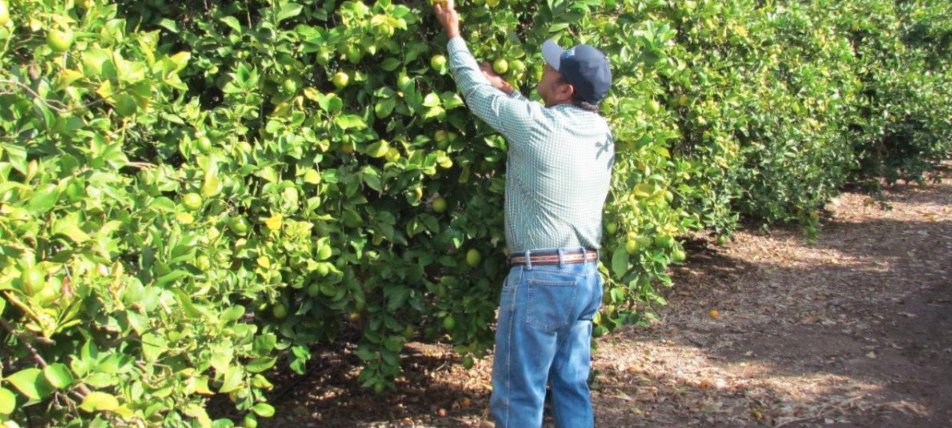 Did you know... #RanchoMissionViejo is one of the largest citrus producers in #OrangeCounty! 🍋 Orchards of oranges have given way to acres of new lemon &amp; avocado trees. Today, 9,000+ avocado trees &amp; 63,000 lemon trees are harvested year-round! bit.ly/2UAPZx6