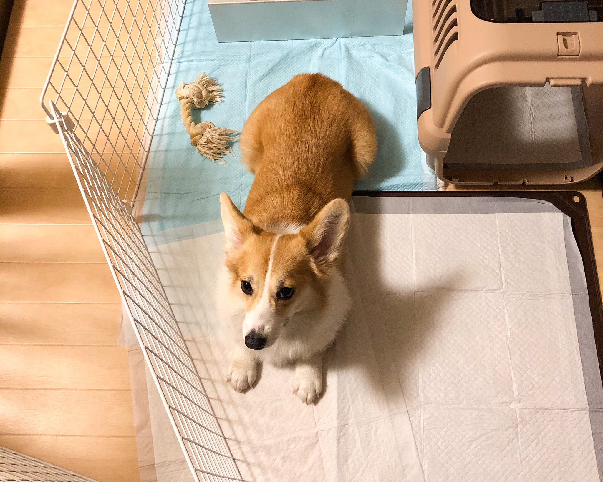corgi様専用 bskampala.com