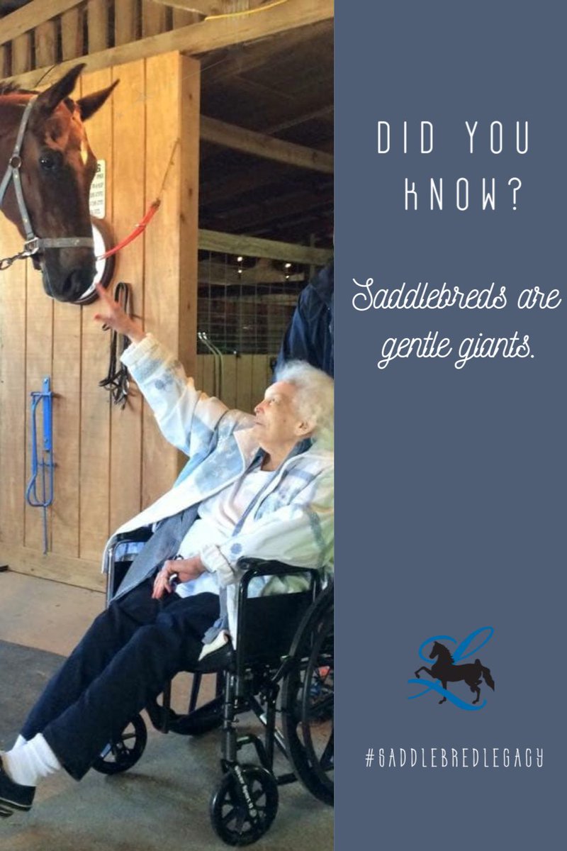 ASBLegacy's tweet photo. #didyouknow #sharethesaddlebred #repurpose #saddlebredlegacy https://t.co/64hDtWWHyL