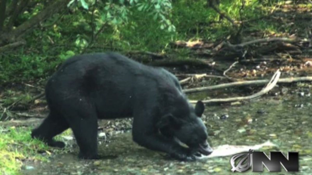 The Onion tweet media