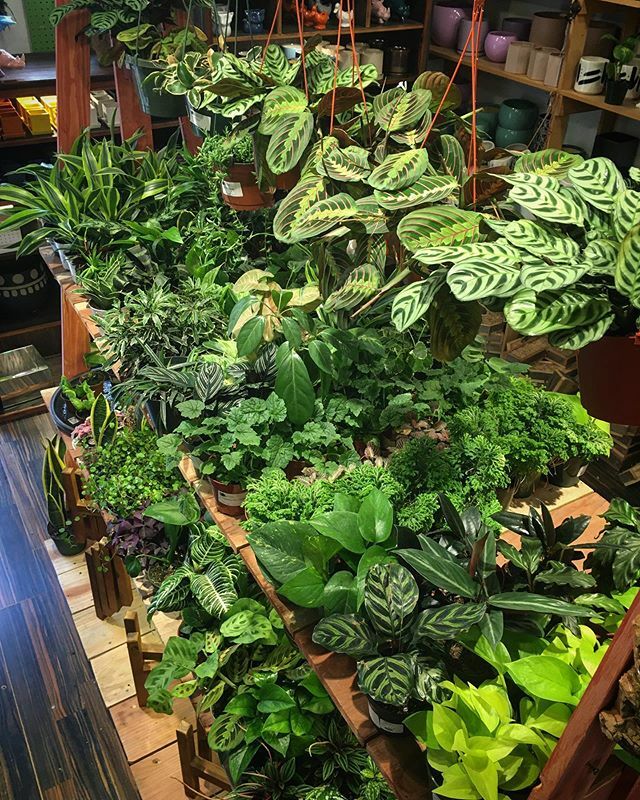 The best view 🖼 We’re stocked up and ready for the weekend! Come by and pick out a new plant pal 💚
.
.
.
.
.
.
.
.
.
.
.
.
.
.
#urbanjungle #urbanjunglebloggers #urbanjungleblog #urbanjungleblogger #shopsmall #shoplocal #supportingsmallbusinesses #su… ift.tt/2uWtRTK