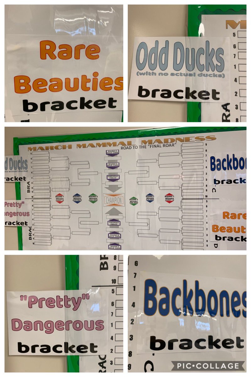 scimann's tweet photo. Bracket names were dropped today! March Mammal Madness is getting closer! Which division will our winner come from? @arllennium #science @SciGeekJulie @vbscienceninja @CSIchar #oddDUCKS #RareBEAUTIES #backbones #prettyDANGEROUS https://t.co/LNZ1ksubtn