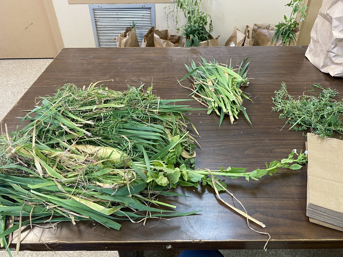 #CoverCrops collected and time to separate out the mixes. A little black oats, wheat, hairy vetch, and radish made for pretty nice mix. #LSUAgCenter #SouthernCoverCrops