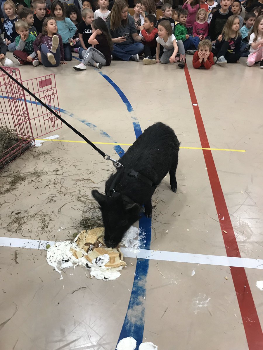 HP_Pandas's tweet photo. Great job student council and @PTOHighlandPark students! You raised over $1K for Australia’s wildlife! @MCCSC_EDU @HT_InSchool https://t.co/zctRoA9MuK