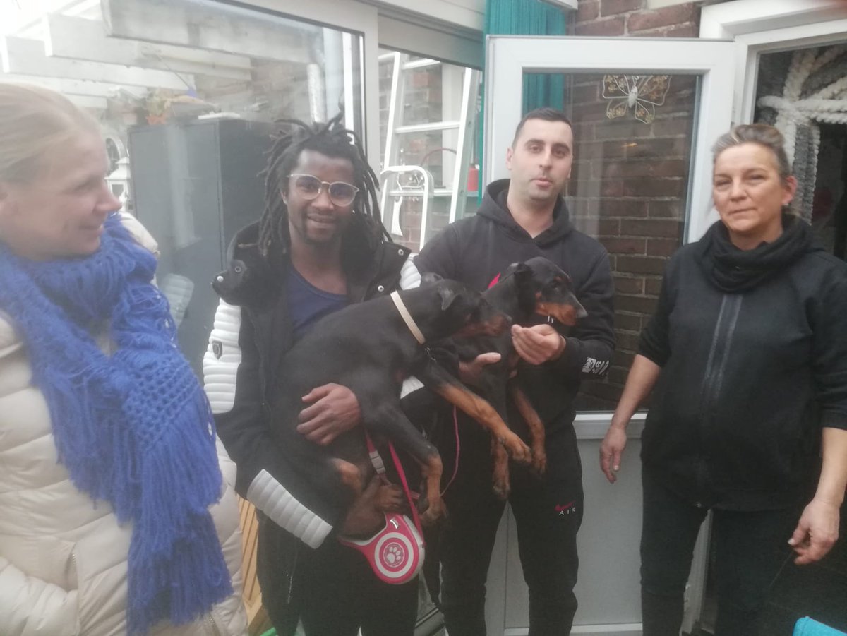 UKDobermans's tweet photo. More https://t.co/4dd36vOMvS puppies going to their new homes in Belgium and Holland. We still have puppies available so call us today to join our happy owners club 👍🏻 https://t.co/vSUdmnN8T7