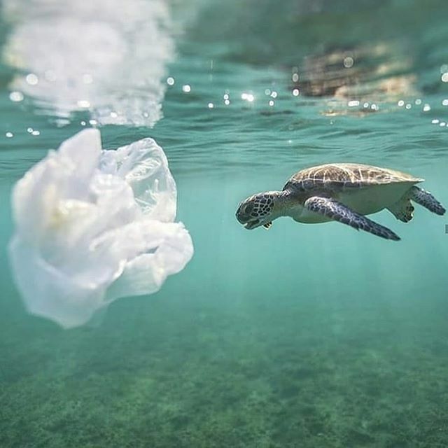 Fun fact Friday...
🛍
🛍
Repost from @citiesfoundation Fun fact : did you know that plastic bags were first invented to help the planet? 🌍 
Plastic bags are nowadays seen as the worse invention ever but back then, they have been created to limit the de… ift.tt/38Po7K2