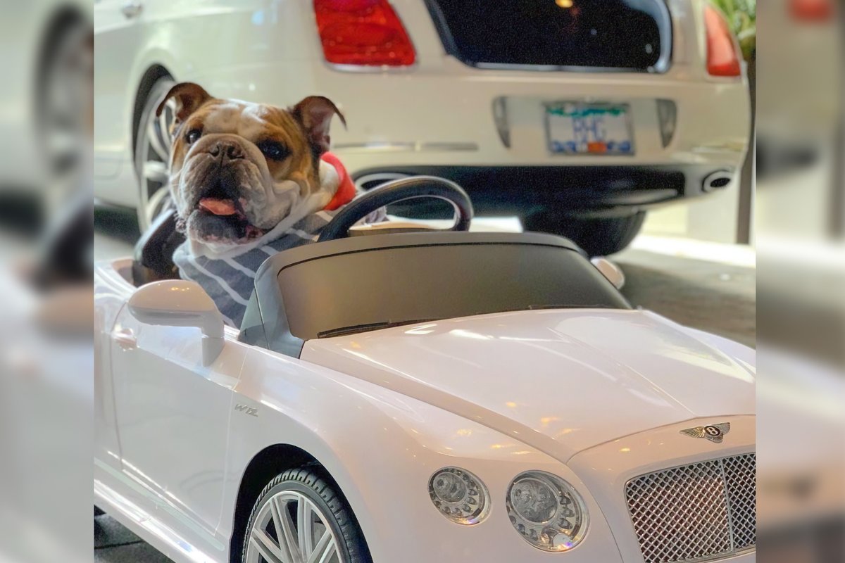 remote control cars for dogs