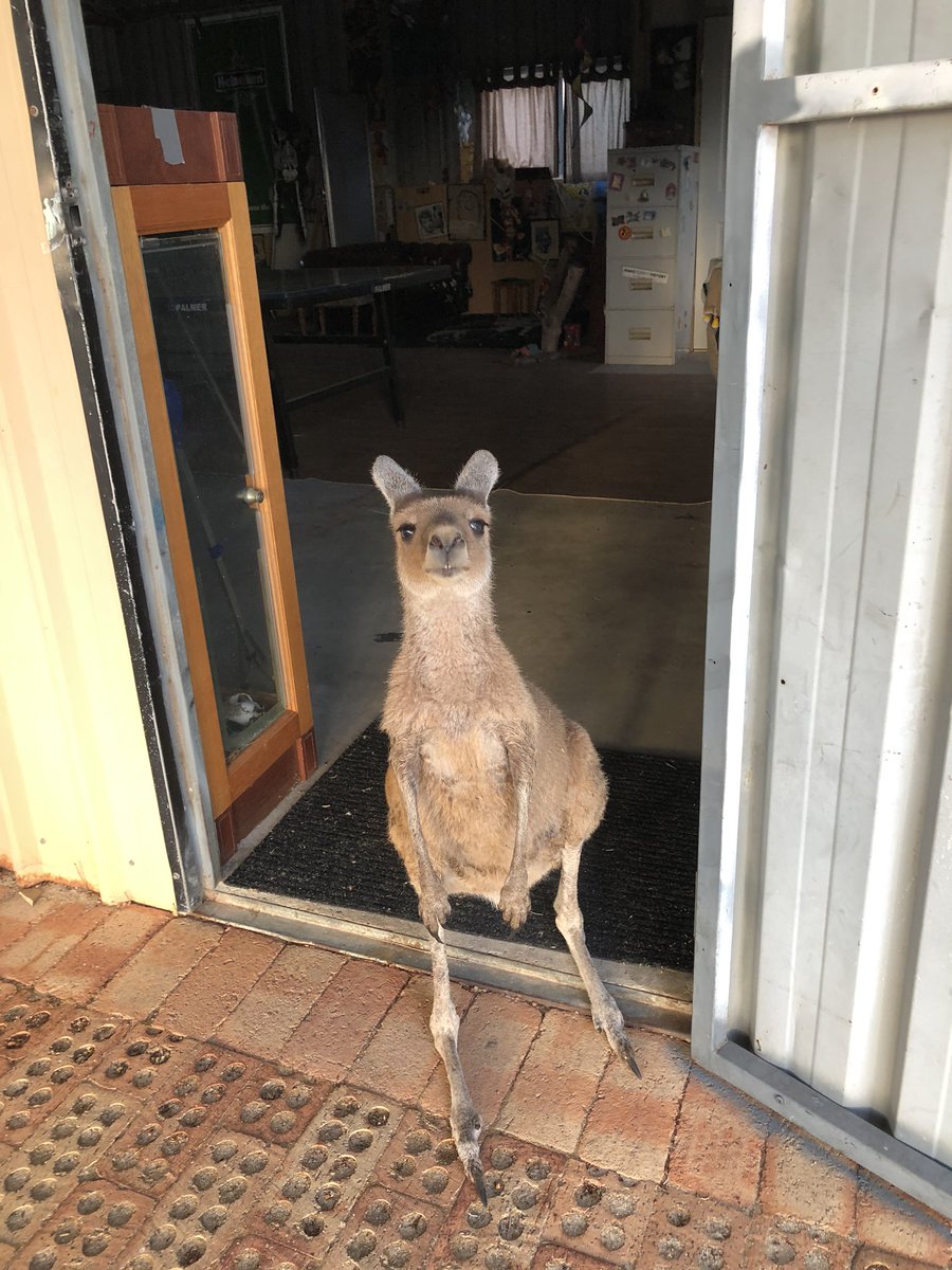 4allwildlife's tweet photo. Heading into the shed and she nearly gives me a heart attack standing there just staring ...i think it’s her shed now 🤣🤣🤣#doristhekangaroo #kangaroosofaustralia #orphankangaroo #nowreleased #westerngreykangaroo #thatfacetho #wildlife https://t.co/yDHeCBtuMh